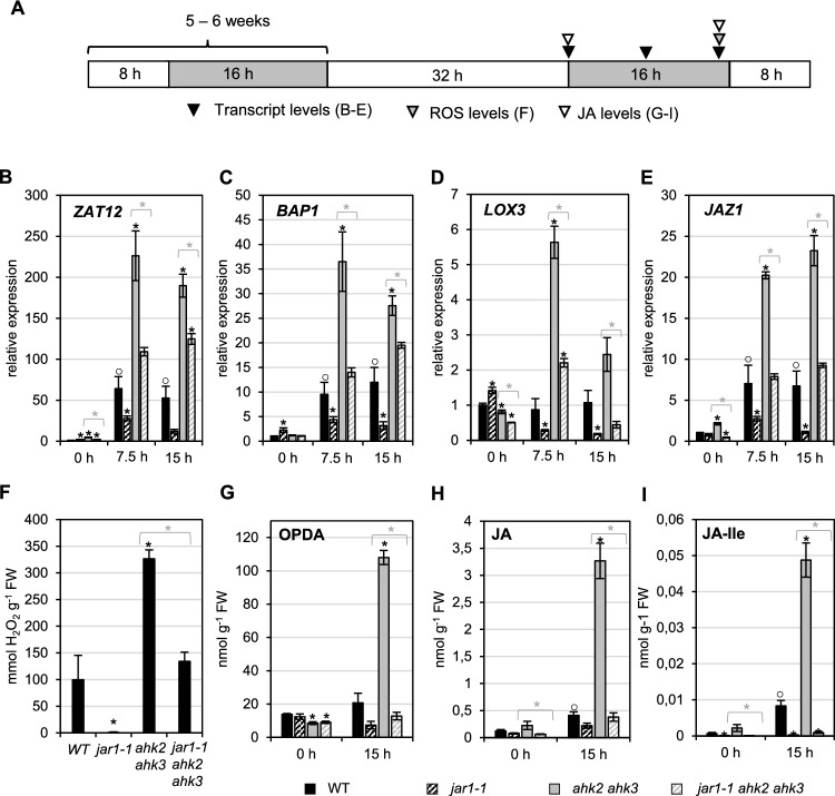 An extragenic second-site mutation in the jar1-1 mutant suppresses the response to photoperiod stress independent of jasmonic acid.
