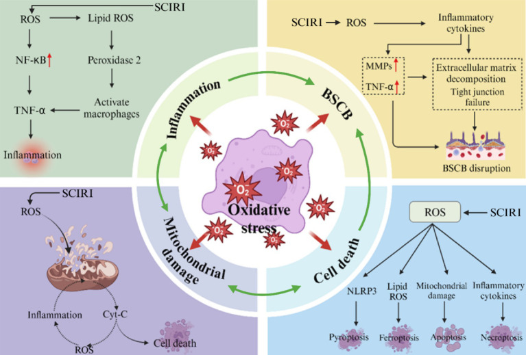 The role of oxidative stress in spinal cord ischemia reperfusion injury: mechanisms and therapeutic implications.