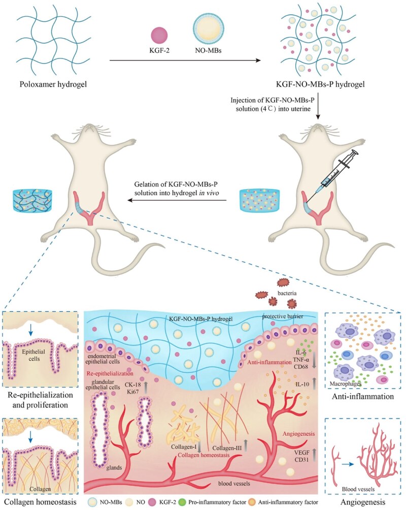 Two-in-one: multifunctional poloxamer hydrogel accelerates endometrial regeneration and fertility restoration through synergistic regulation of KGF-2 and NO.
