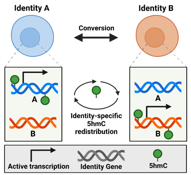 Cell identity and 5-hydroxymethylcytosine.