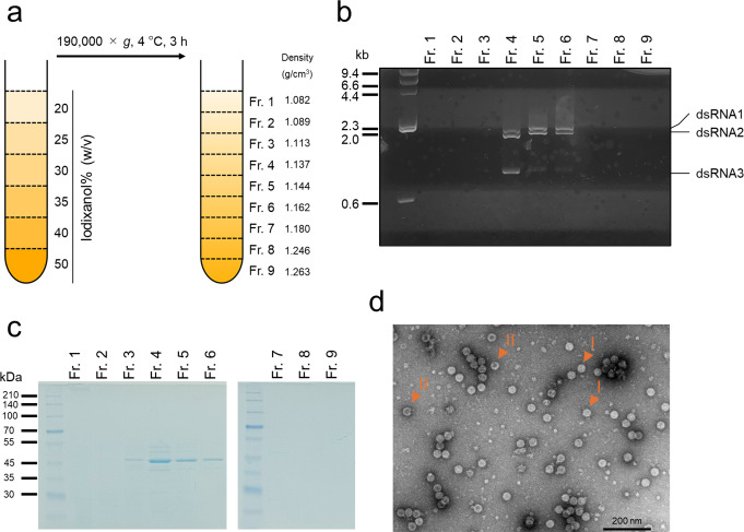 Characterization of the mycovirus Aspergillus sulphureus partitivirus 1