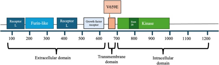 Successful Treatment of HER2 V659E Mutation-Positive Lung Adenocarcinoma With Trastuzumab Deruxtecan: A Case Report.