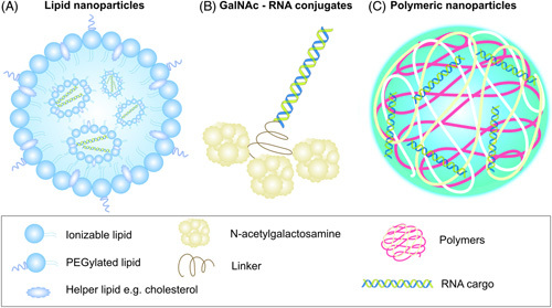 RNA nanomedicine in liver diseases.