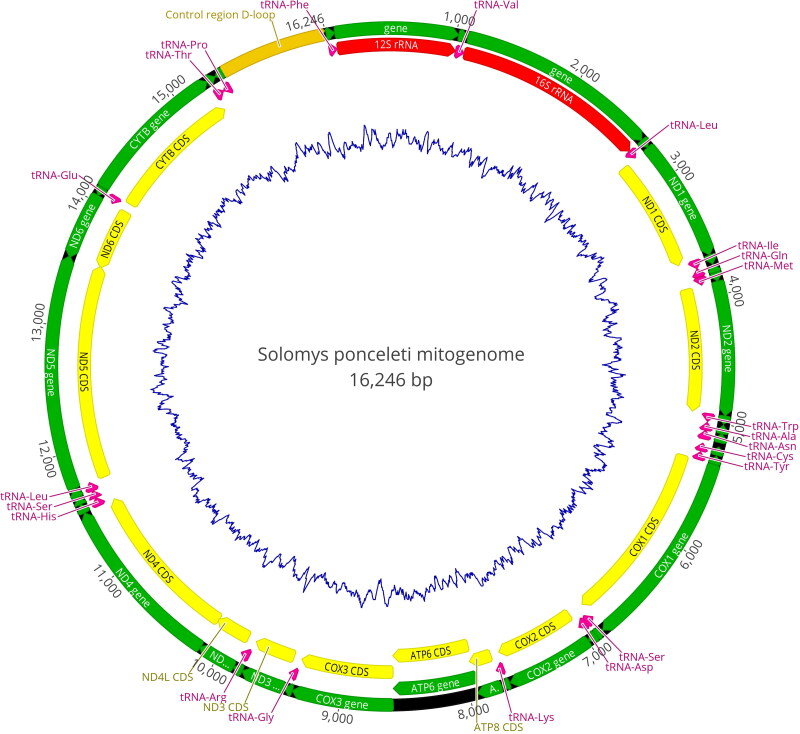 The complete mitochondrial genome of Poncelet's giant rat (<i>Solomys ponceleti</i>) from the Solomon Islands Archipelago.