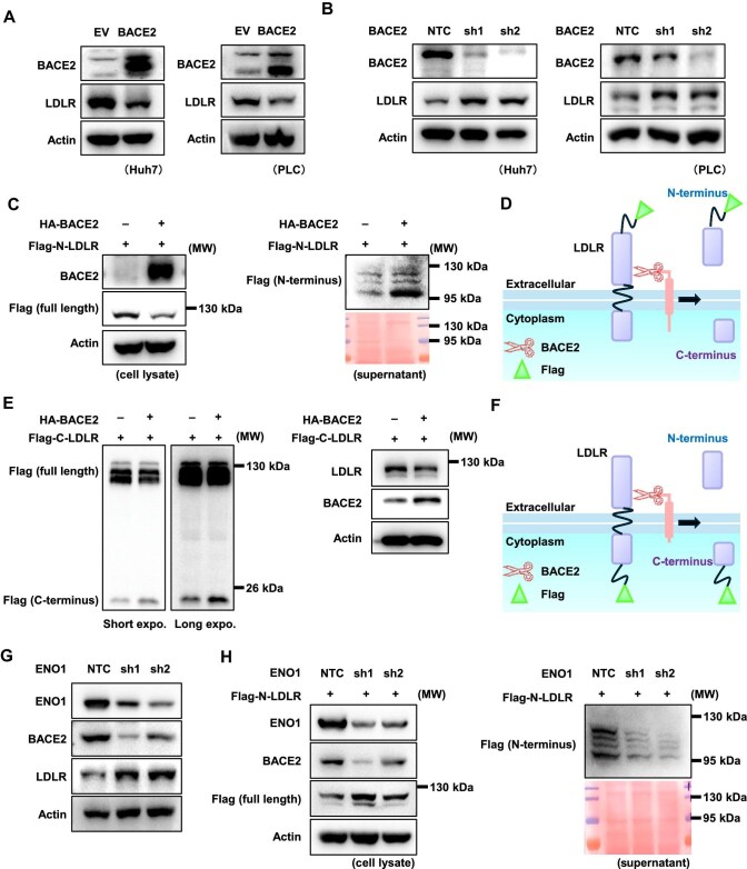 ENO1-BACE2-mediated LDLR cleavage promotes liver cancer progression by remodelling cholesterol metabolism.