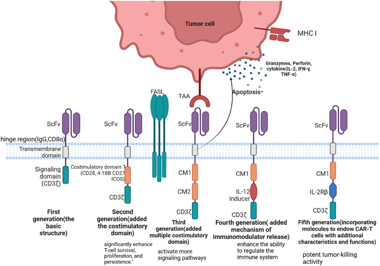 Current Advances and Challenges in CAR-T Therapy for Hematological and Solid Tumors.