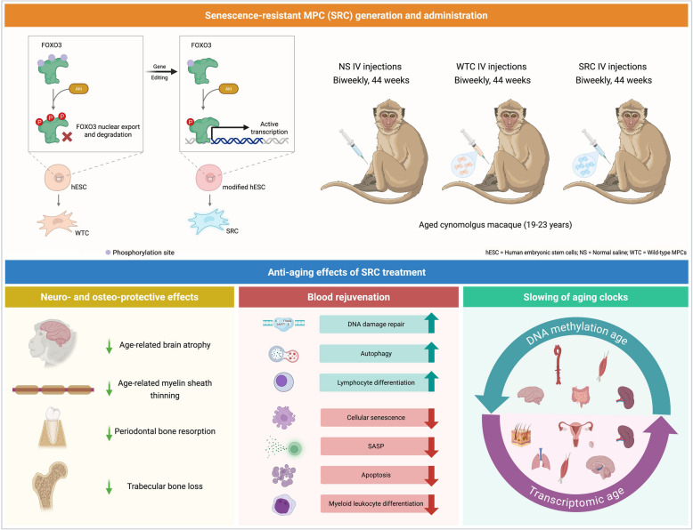 Attenuation of primate aging via systemic infusion of senescence-resistant mesenchymal progenitor cells.