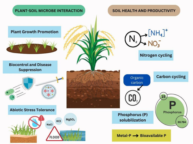 The Rice-Microbe Nexus: Unlocking Productivity Through Soil Science.