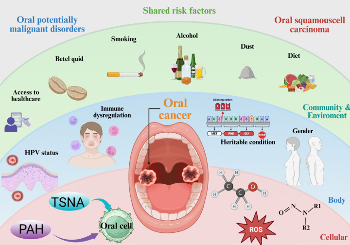 Oral squamous cell carcinoma: Insights into cellular heterogeneity, drug resistance, and evolutionary trajectories.
