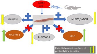 Colo-Protective Effects of Pentoxifylline Alone or in Combination With Mesalamine in Colitis Through Sphingosine Kinase 1/Sphingosine 1 Phosphate, and Zonula Occuldin 1 Pathways: New Molecular Approach.
