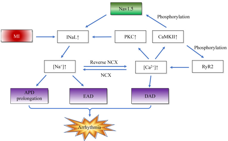 Voltage-Gated Sodium Channels: A Therapeutic Target in Ischemic Heart Disease.
