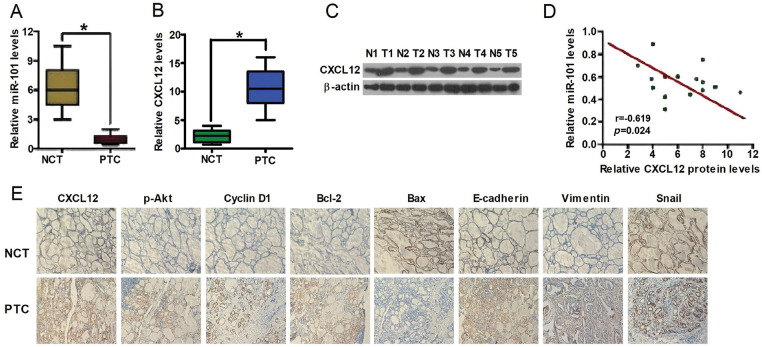 Correction: MicroRNA-101 Targets CXCL12-Mediated Akt and Snail Signaling Pathways to Inhibit Cellular Proliferation and Invasion in Papillary Thyroid Carcinoma.