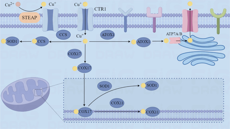 Cuproptosis: a novel therapeutic mechanism in lung cancer.