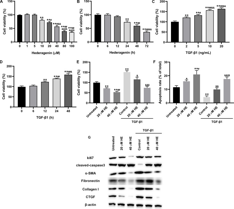 Hederagenin promotes SIRT6 to attenuate epidural scar formation by aggravating PRMT1 deacetylation.