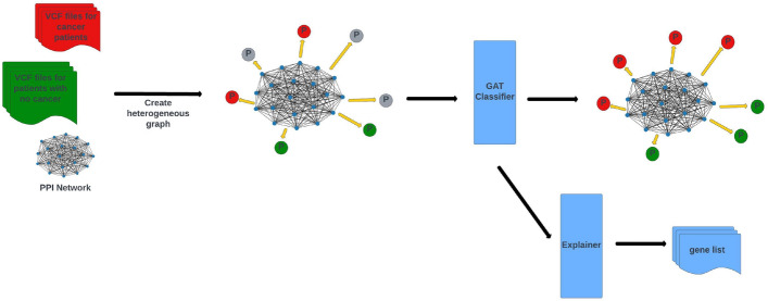 GNNMutation: a heterogeneous graph-based framework for cancer detection.