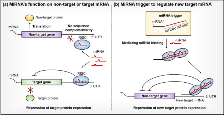 Self-modulating therapeutic platform using engineered miRNA-responsive oligonucleotides