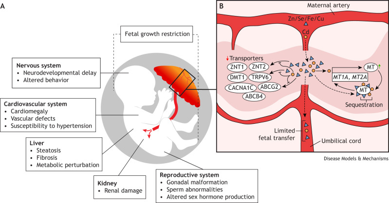 The effects of developmental cadmium exposure on health and disease.