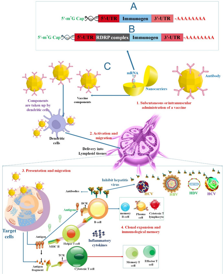 Recent Advances in mRNA-Based Vaccines Against Several Hepatitis Viruses.