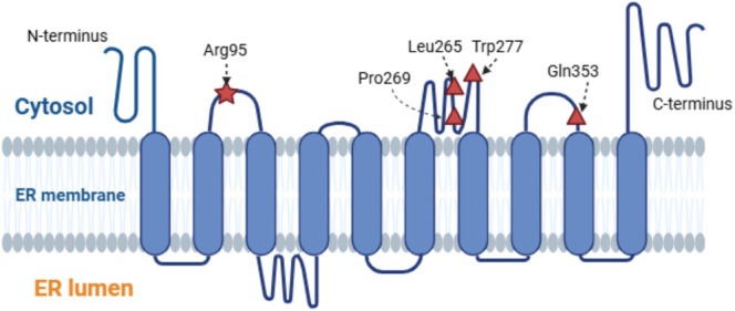 A Japanese Case of Lenz-Majewski Syndrome With a Novel PTDSS1 Variant.