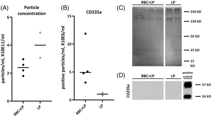 Extracellular vesicles in ageing cold-stored whole blood may not compensate for the decreasing haemostatic function in vitro.