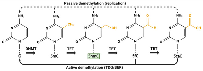Cell identity and 5-hydroxymethylcytosine.