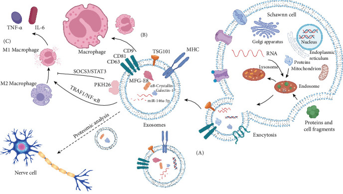 Schwann Cells and Their Exosomes: Research Progress and Prospect in Spinal Cord Injury.