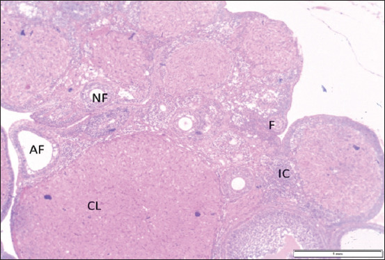 Propolis mitigates histopathological alterations in the pituitary gland and reproductive system of female albino rats subjected to cadmium toxicity.