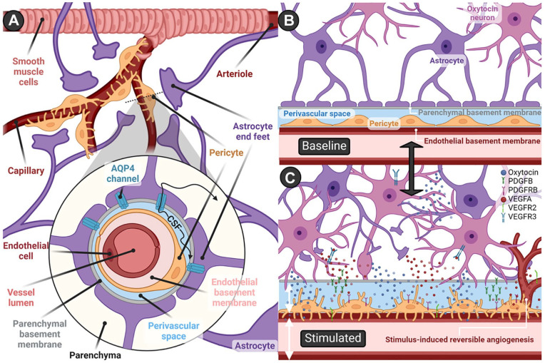 Navigating Central Oxytocin Transport: Known Realms and Uncharted Territories.