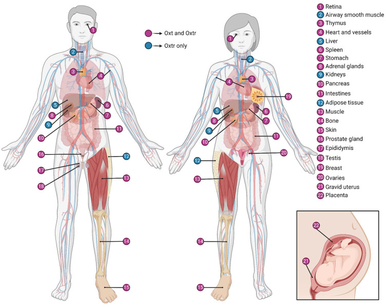 Navigating Central Oxytocin Transport: Known Realms and Uncharted Territories.