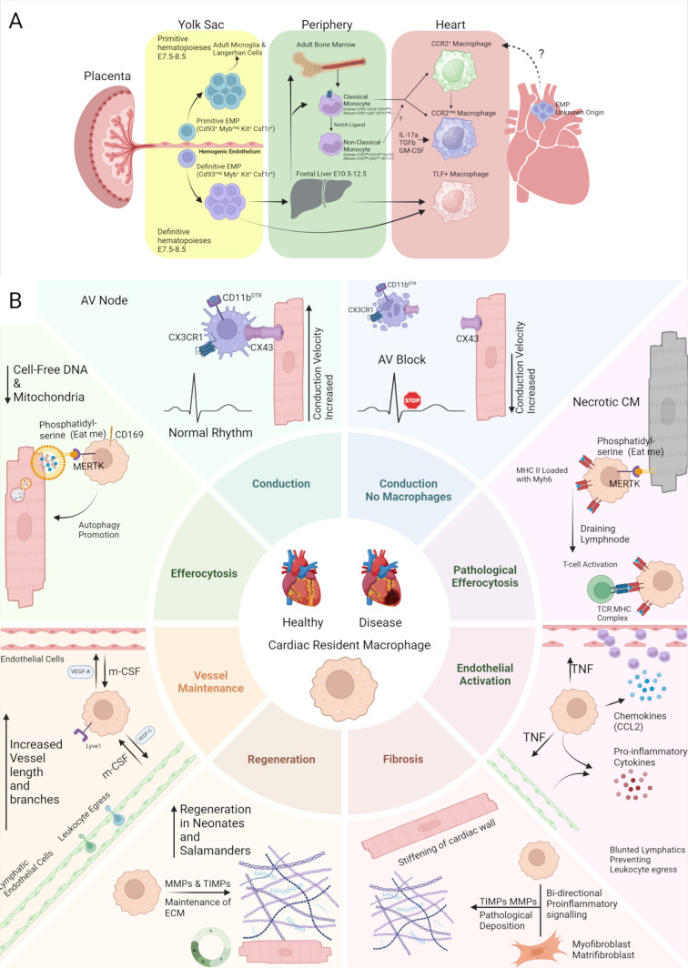 Macrophage Containing Cardiac Organoids for Studying Inflammatory Programmes Driving Cardiovascular Disease.