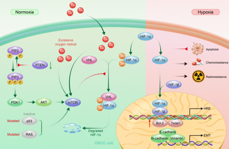Oral squamous cell carcinoma: Insights into cellular heterogeneity, drug resistance, and evolutionary trajectories.