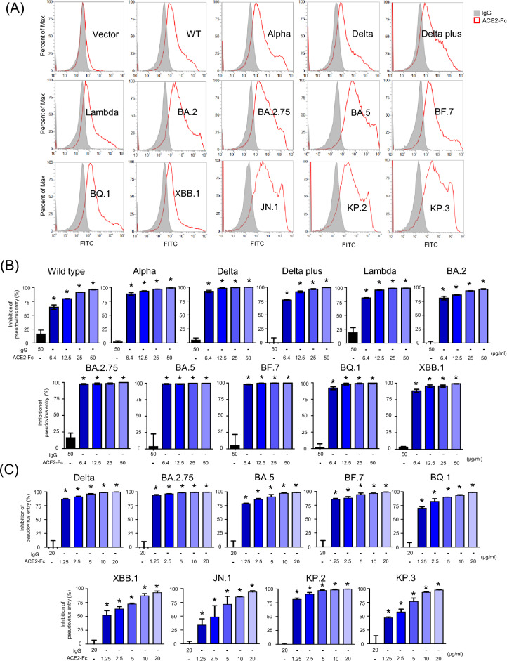 The ACE2 decoy receptor can overcome immune escape by rapid mutating SARS-CoV-2 variants and reduce cytokine induction and clot formation.