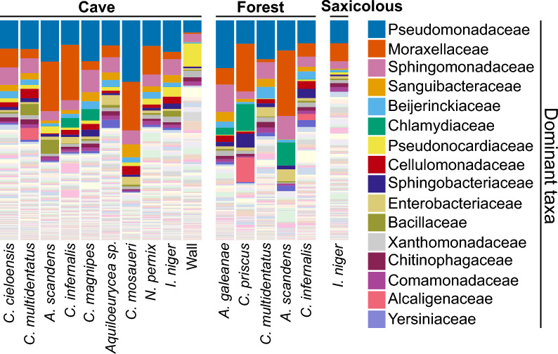 Differences in composition and potential function of the bacterial communities of cave- and surface-dwelling Mexican salamanders.