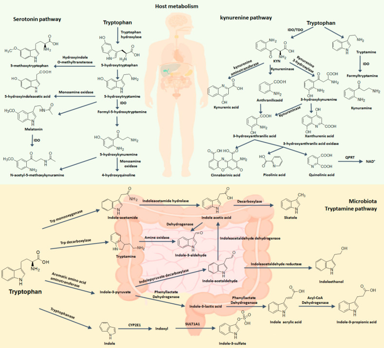 Tryptophan metabolism as a target in gut microbiota, ageing and kidney disease.
