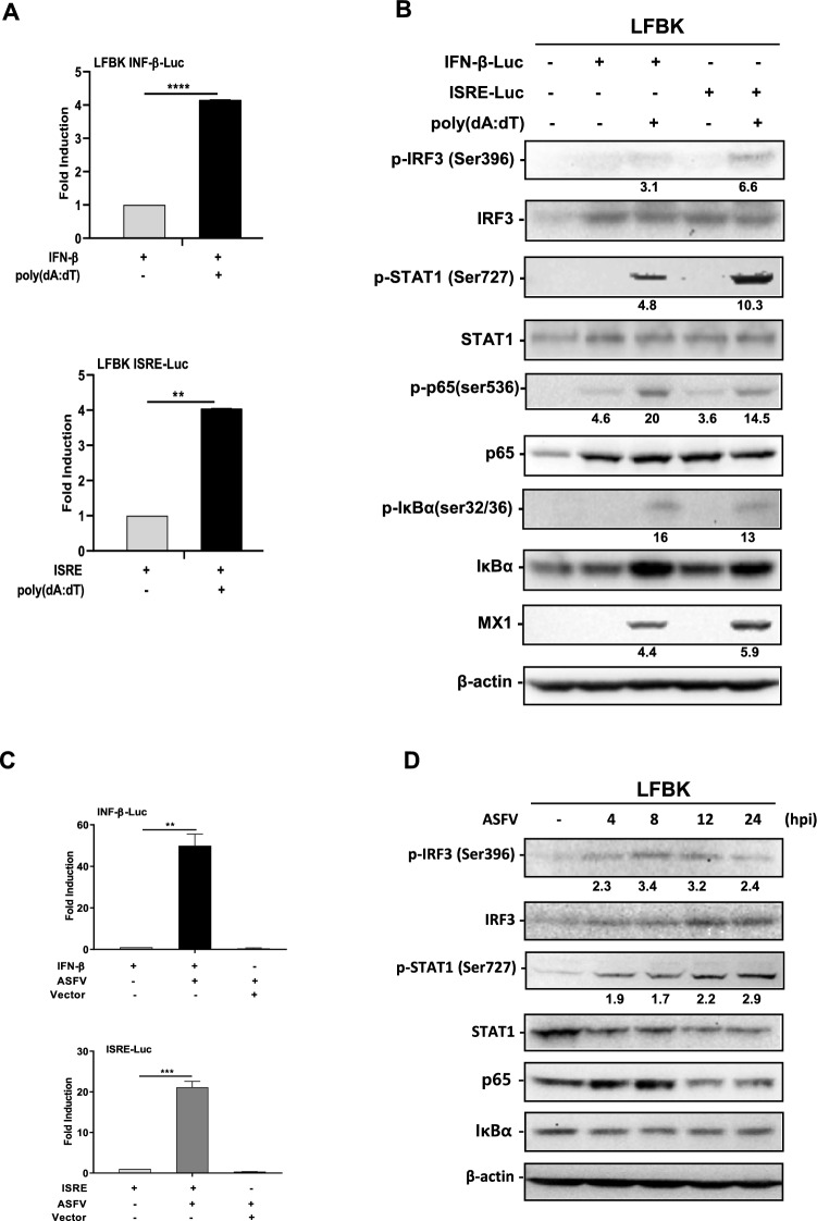 Highly suitable LFBK cells for African swine fever virus replication and type I interferon-induced immune studies.