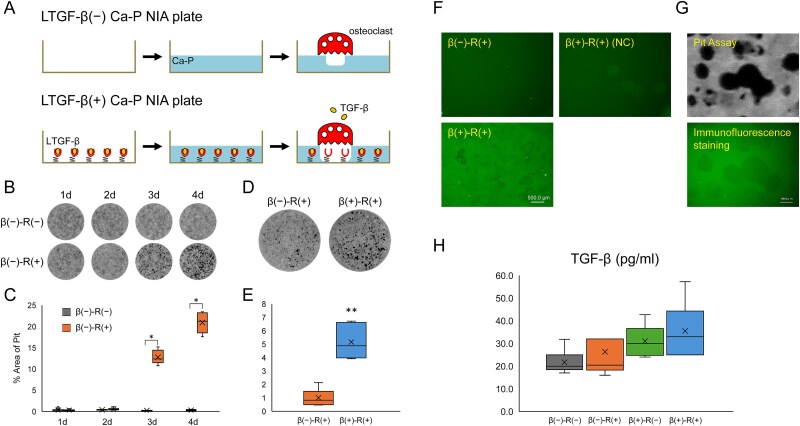 Direct and indirect effects of transforming growth factor-beta on osteoclast-mediated bone remodeling using a new in vitro bone matrix model.