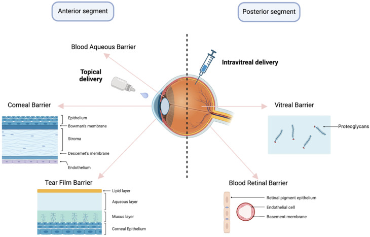 Recent advancements in polymer science for retinal diseases: New frontiers in drug delivery systems.