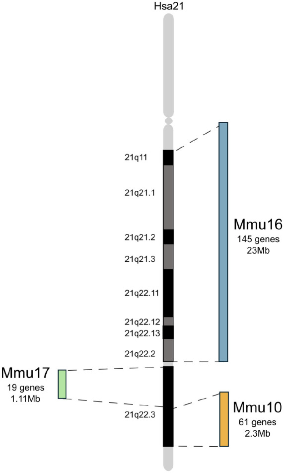 Neuronal oscillations in cognition: Down syndrome as a model of mouse to human translation.