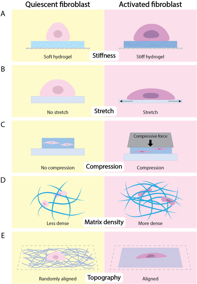 The mechanobiology of fibroblast activation in disease.