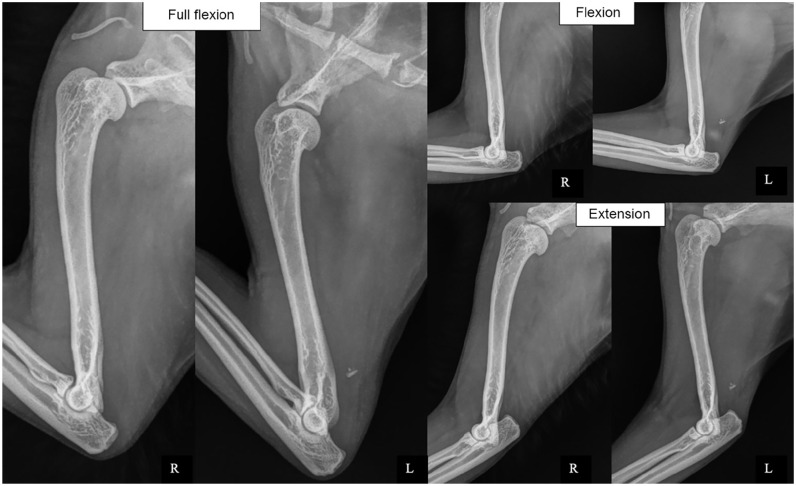 Challenging surgical management of a major triceps tendon avulsion in a 4.6 kg cat without external coaptation.