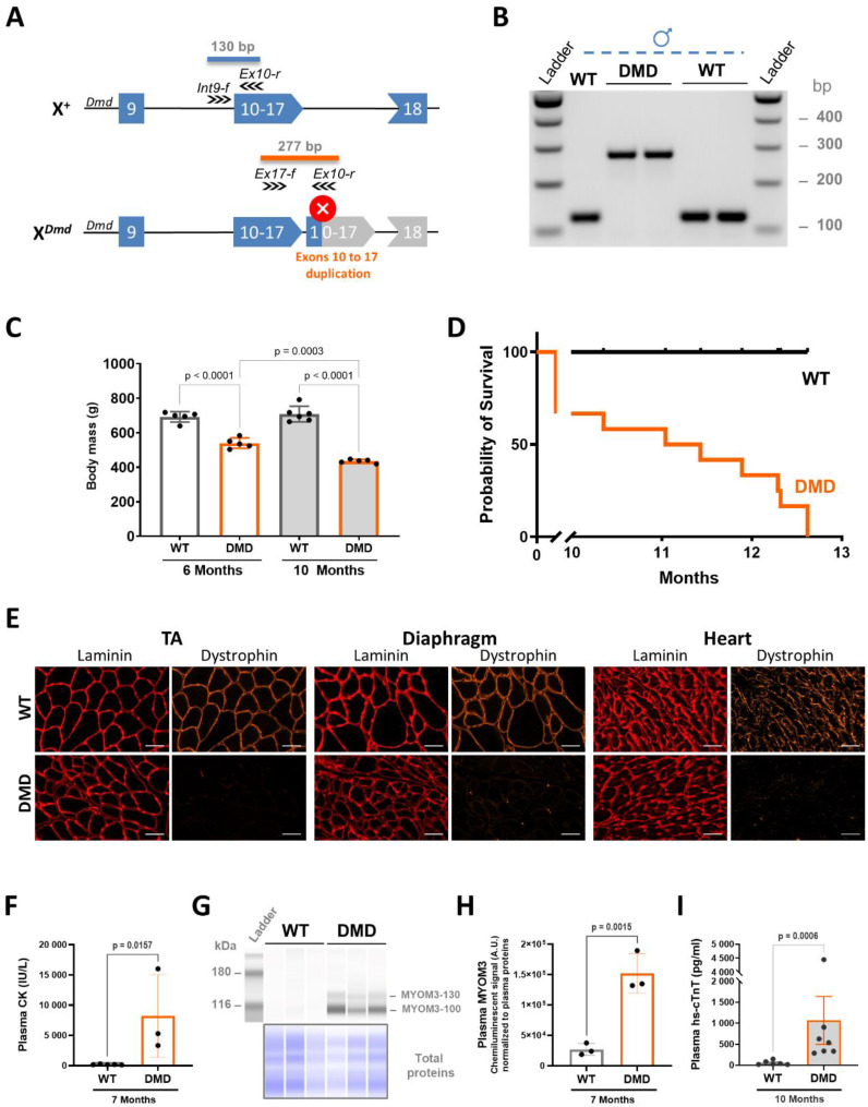 Extensive striated muscle damage in a rat model of Duchenne muscular dystrophy with Dmd exons 10-17 duplication.