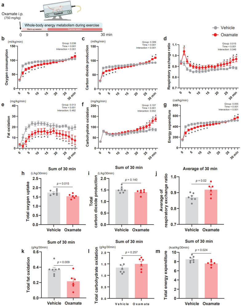 Oxamate suppresses whole-body energy metabolism at rest and during exercise in mice by inhibiting fat oxidation and altering lactate dynamics.