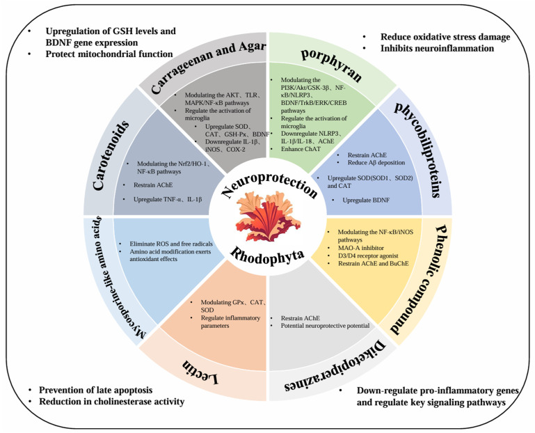 Neuroprotective Mechanisms of <i>Red Algae</i>-Derived Bioactive Compounds in Alzheimer's Disease: An Overview of Novel Insights.