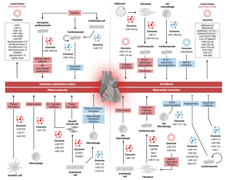 Exosome-Based Therapy in Cardiovascular Diseases: A New Frontier in Cardiovascular Disease Treatment.