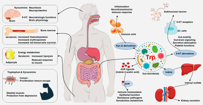 Tryptophan metabolism as a target in gut microbiota, ageing and kidney disease.