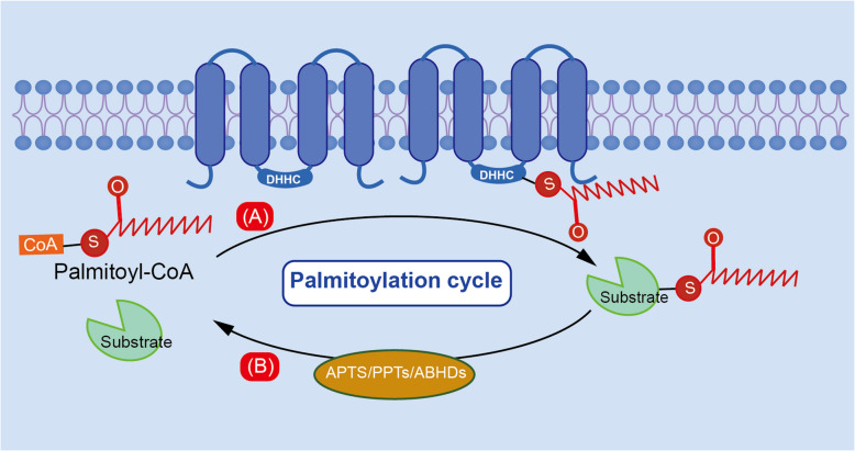 Exploring the role of palmitoylation in sepsis: mechanistic insights and future perspectives.