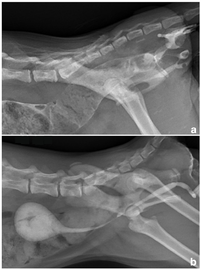Successful staged surgical management of atresia ani with urethrorectal fistula in a male kitten.