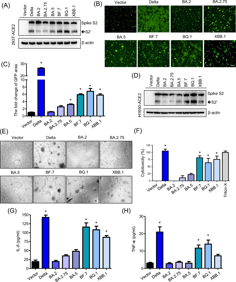 The ACE2 decoy receptor can overcome immune escape by rapid mutating SARS-CoV-2 variants and reduce cytokine induction and clot formation.