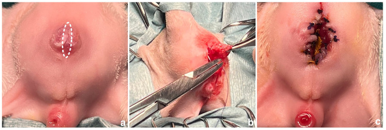 Successful staged surgical management of atresia ani with urethrorectal fistula in a male kitten.