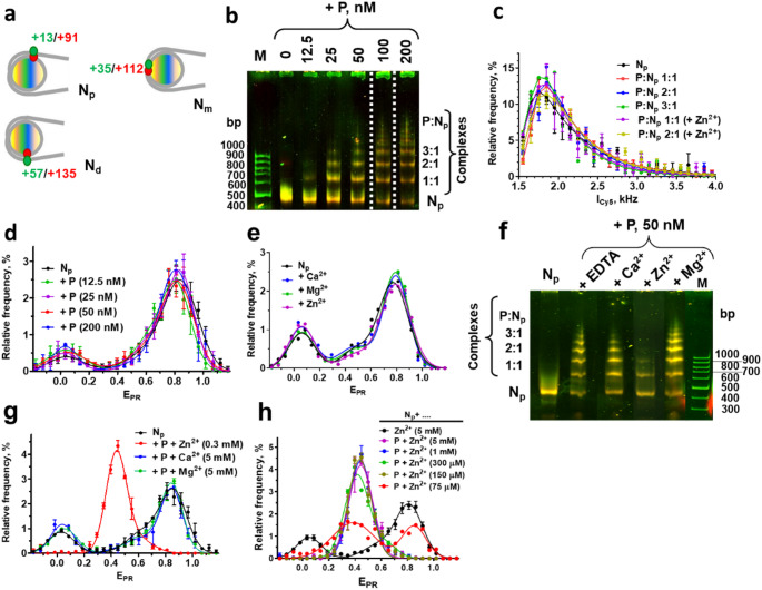 Poly(ADP-ribose)polymerase 2 is zinc-dependent enzyme and nucleosome reorganizer.